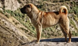 Kangal