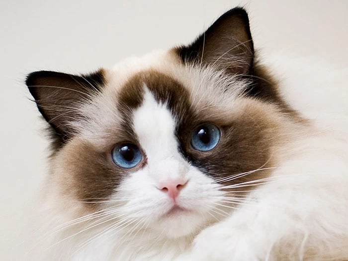 Ragdoll