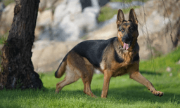 Belçika Malinois