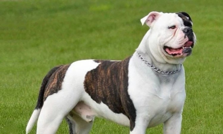 Amerikan Bulldog
