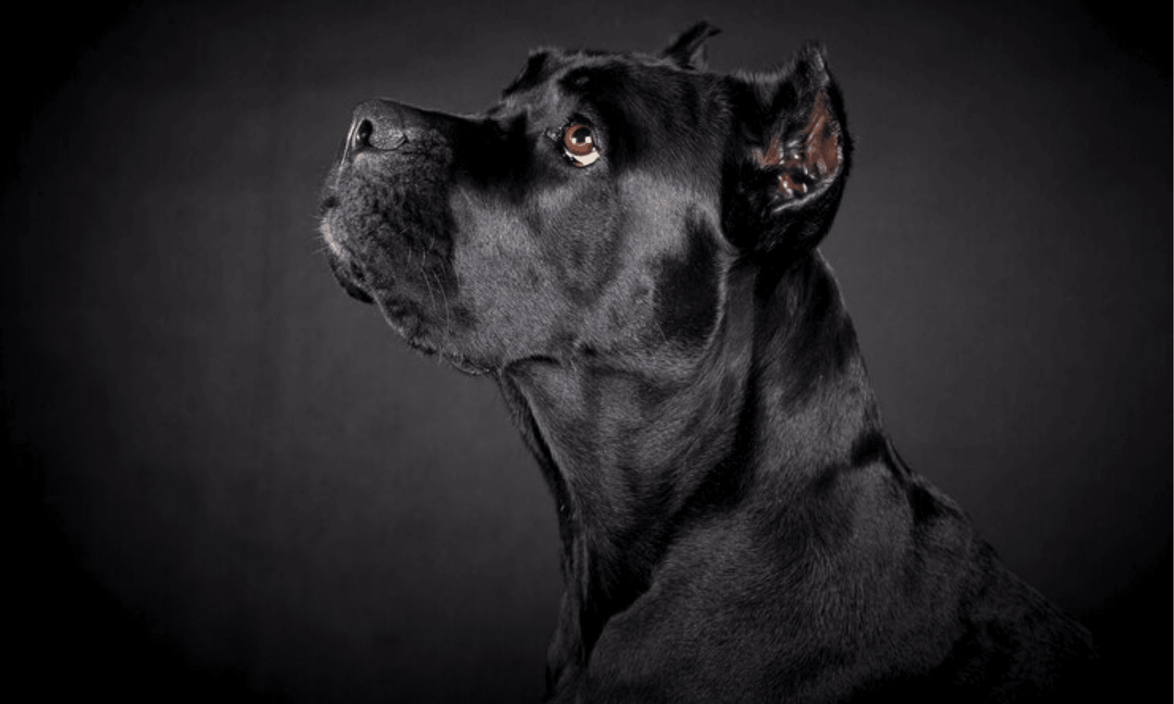 Cane Corso