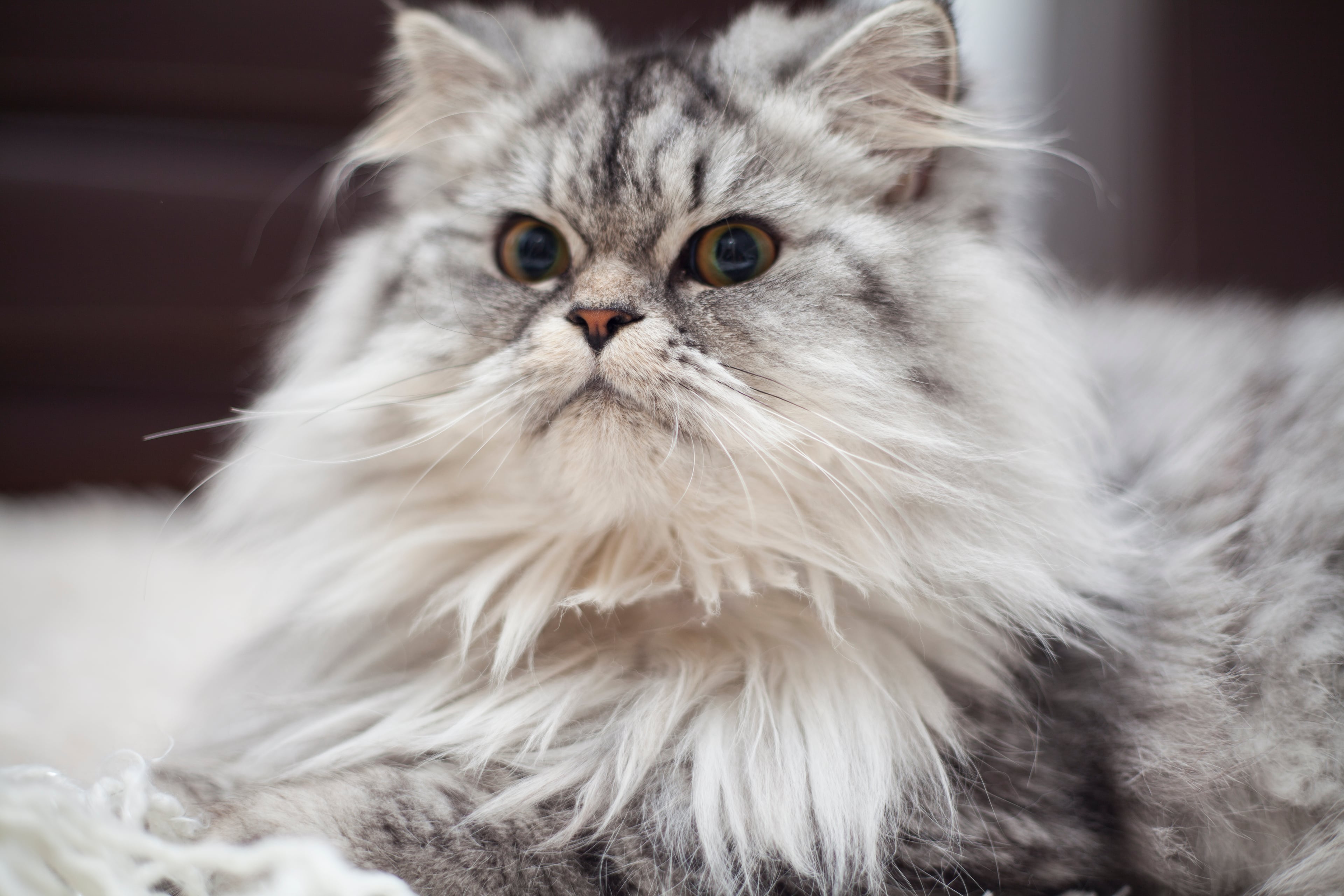 Persian