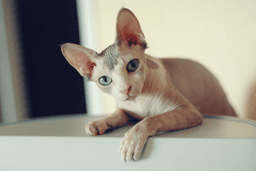 Sphynx Kedisi