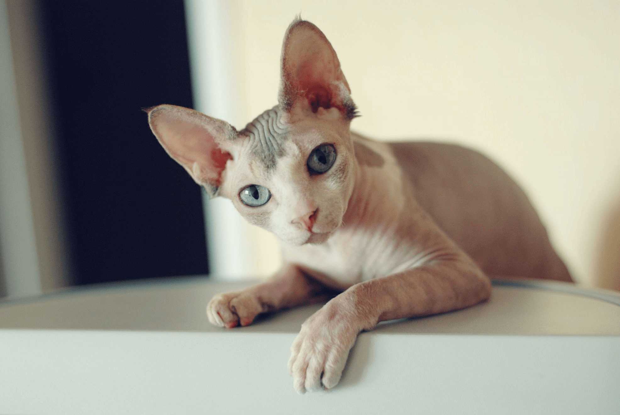 Sphynx Kedisi