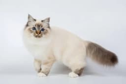 Birman