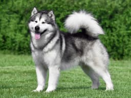 Alaska Kurdu