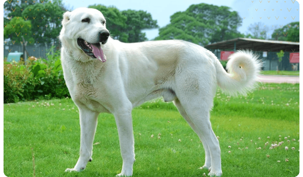 Akbaş Çoban Köpeği