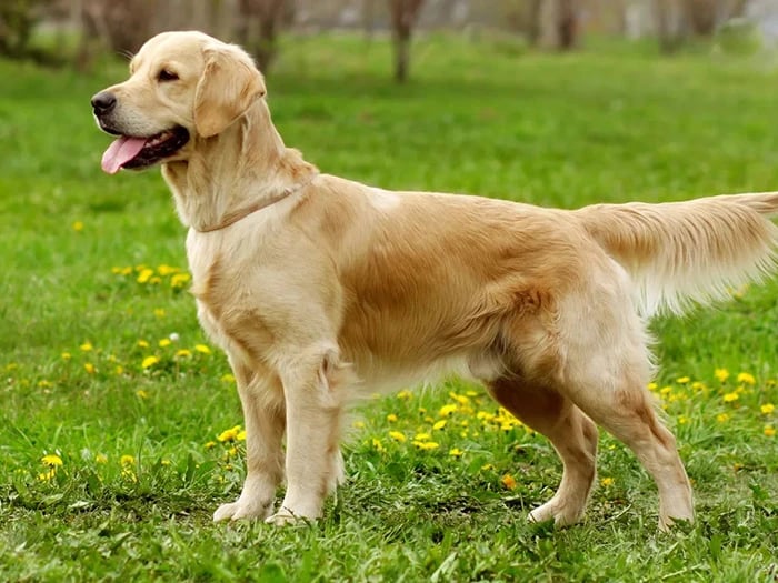 Golden Retriever