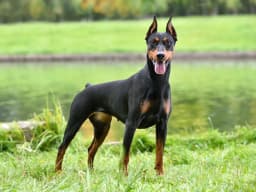 Doberman Pinscher