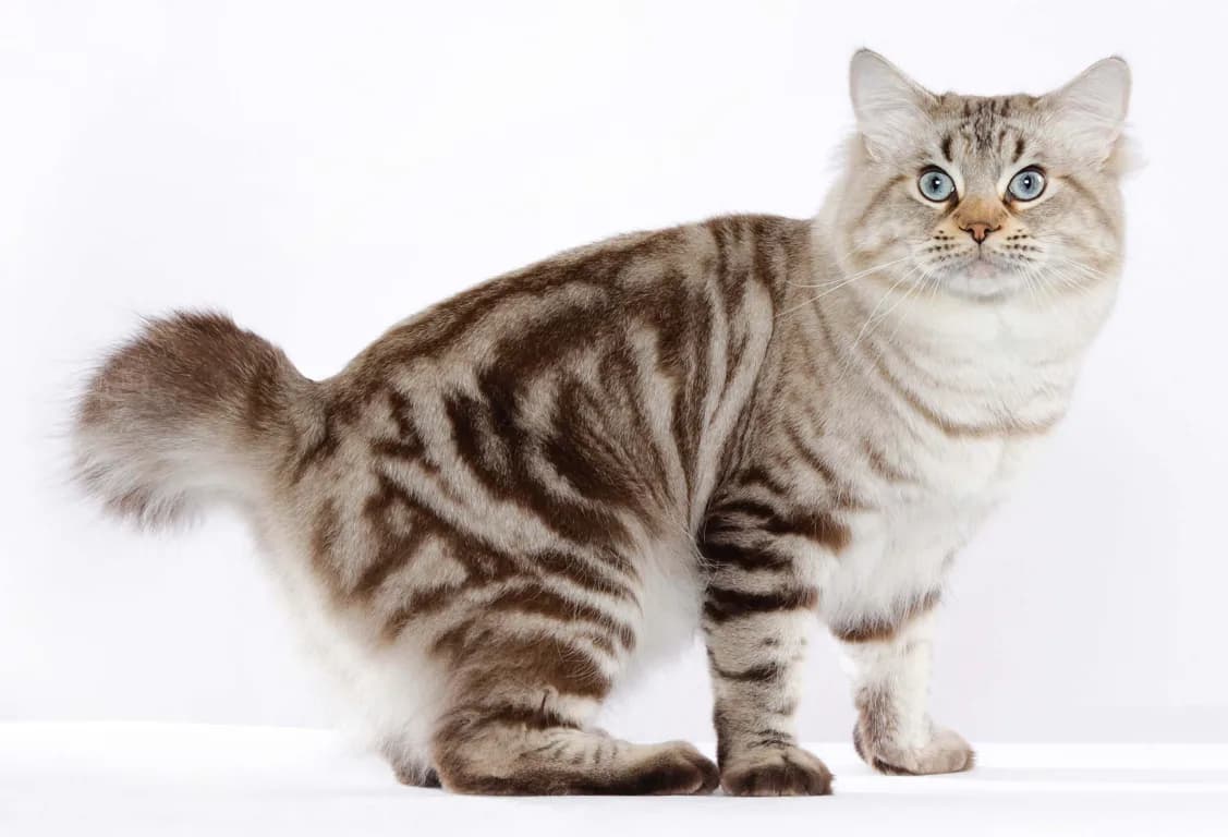 American Bobtail