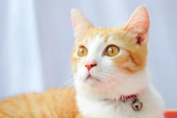 Javanese (Cava Kedisi)