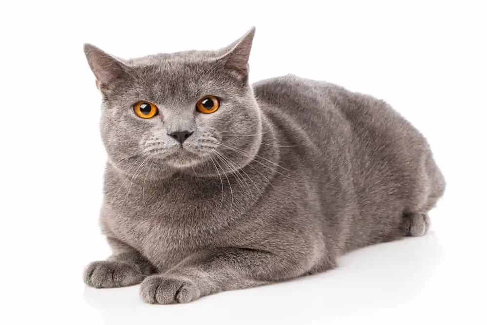 Chartreux Kedisi