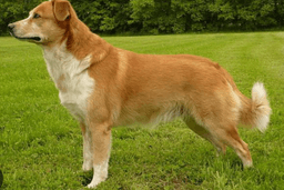 Avusturya Pinscher