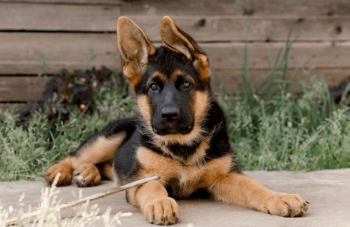 Alman Çoban Köpeği