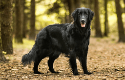 Düz Tüylü Retriever