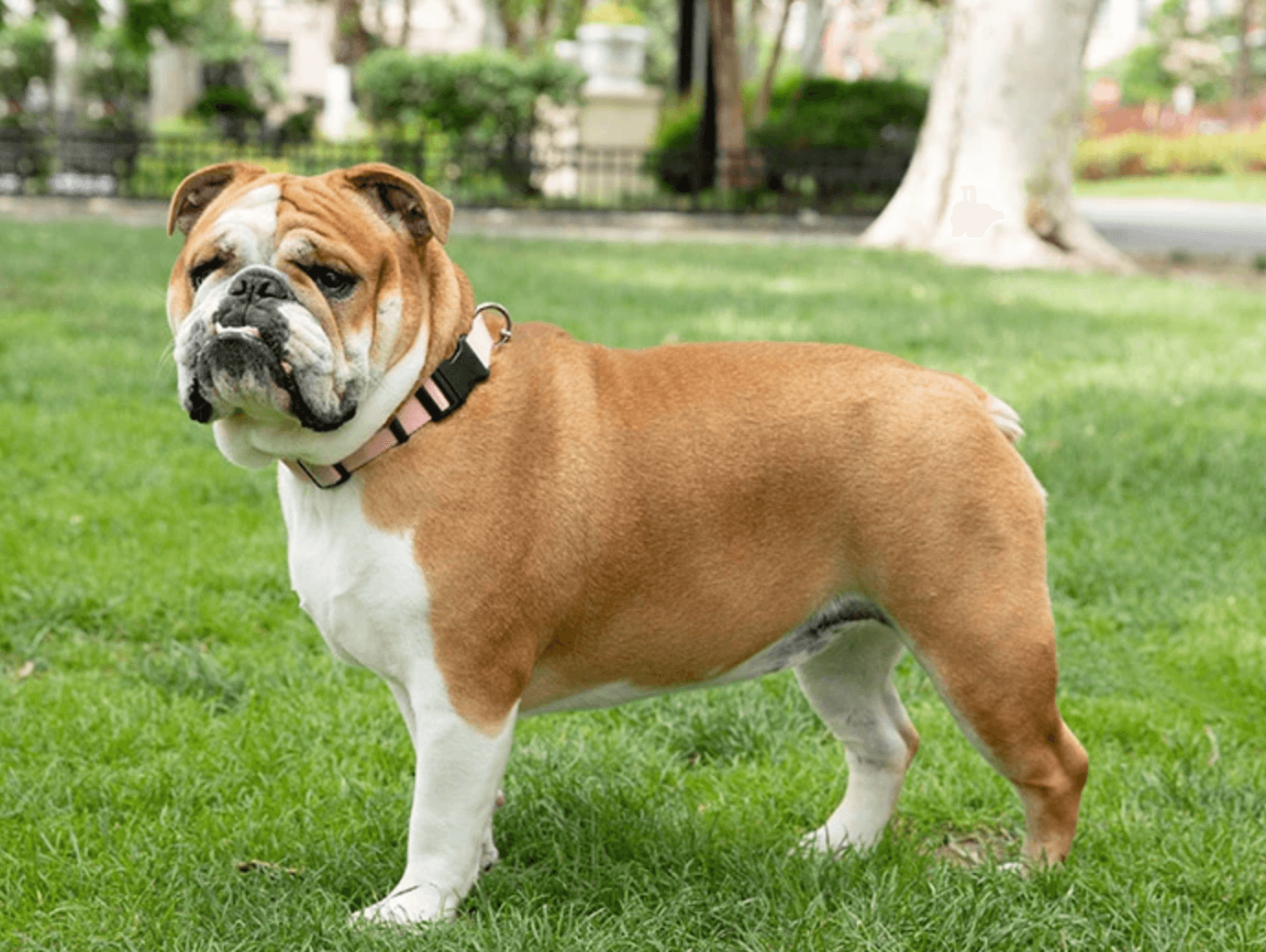 İngiliz Bulldogu
