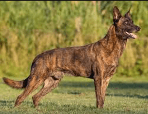 Hollanda Çoban Köpeği