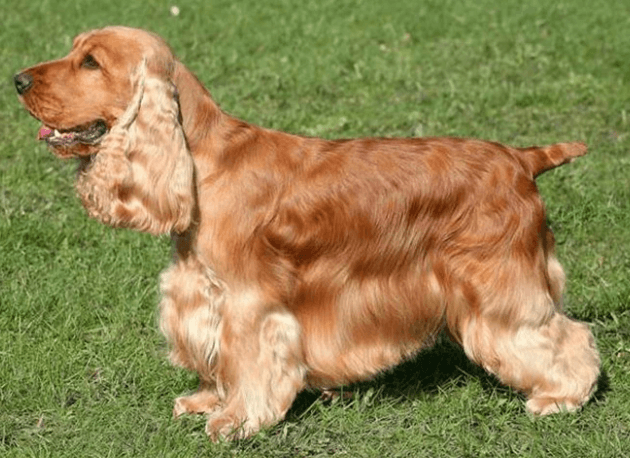 Cocker Spaniel