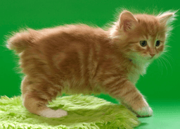 American Bobtail Kedi