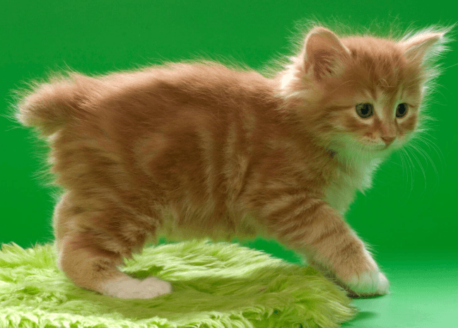 American Bobtail Kedi