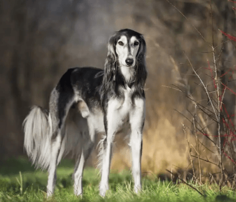 Saluki Köpeği